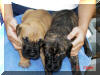 Fawn & Brindle Great Dane Puppies for sale Marshfield, Missouri 65706 USA